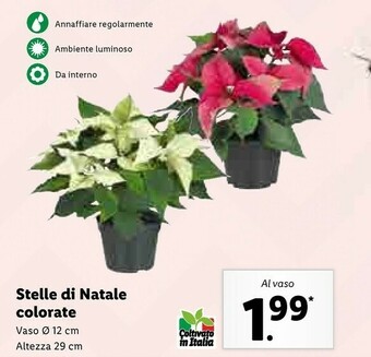 Lidl Stelle di natale colorate offerta