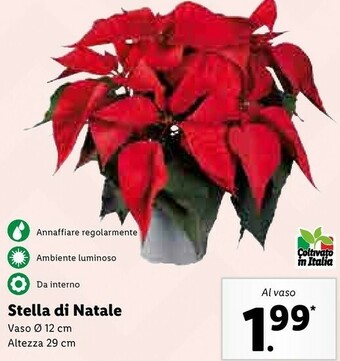 Lidl Stella di natale offerta
