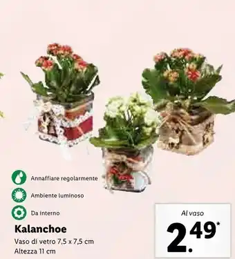 Lidl Kalanchoe vaso di vetro offerta