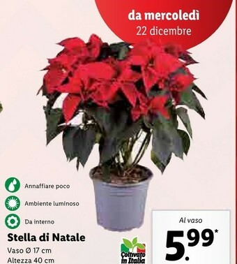 Lidl Stella di natale offerta