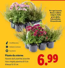 Lidl Piante da esterno offerta