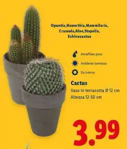 Lidl Cactus offerta