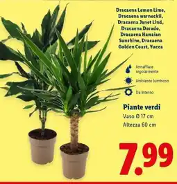 Lidl Piante verdi offerta