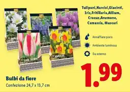 Lidl Bulbi da fiore offerta