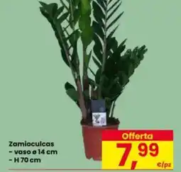 Eurospar Zamioculcas offerta