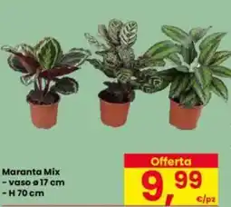 Eurospar Maranta Mix offerta