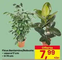 Eurospar Ficus Beniamino/Robusta offerta