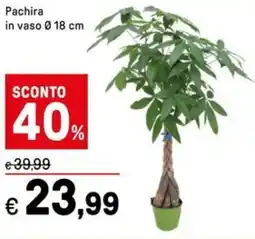 Iper La Grande Pachira in vaso 18 cm offerta