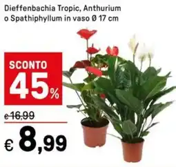 Iper La Grande Dieffenbachia Tropic, Anthurium o Spathiphyllum in vaso 17 cm offerta
