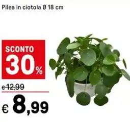 Iper La Grande Pilea in ciotola 18 cm offerta