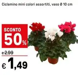 Iper La Grande Ciclamino mini colori assortiti, vaso offerta