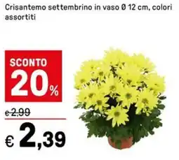 Iper La Grande Crisantemo settembrino in in vaso 0 19 cm, 12 cm, colori assortiti offerta