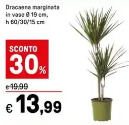 Iper La Grande Dracaena marginata in vaso 19 cm offerta