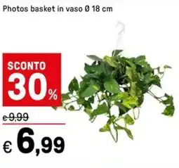 Iper La Grande Photos basket in vaso 18 cm offerta