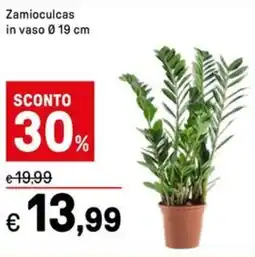 Iper La Grande Zamioculcas in vaso 19 cm offerta