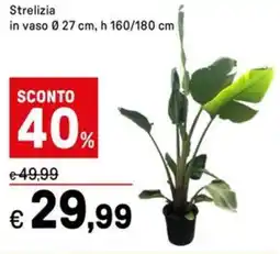 Iper La Grande Strelizia in vaso 27 cm, h 160/180 cm offerta