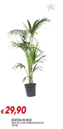 Galassia Kenthia in vaso offerta