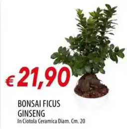 Galassia Bonsai ficus ginseng offerta