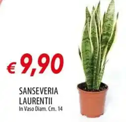 IperFamila Sanseveria laurentii offerta
