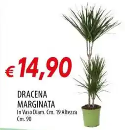 IperFamila Dracena marginata offerta