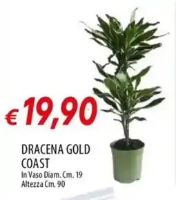 IperFamila Dracena gold coast offerta