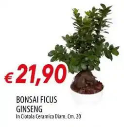IperFamila Bonsai ficus ginseng offerta