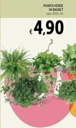Spazio Conad Pianta verde in basket offerta