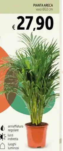 Spazio Conad Pianta areca offerta