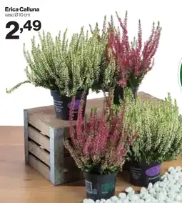 In'S Mercato Erica Calluna offerta