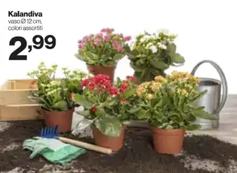 In'S Mercato Kalandiva offerta