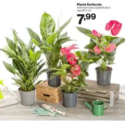In'S Mercato Piante fiorite mix offerta