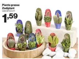 In'S Mercato Piante grasse Zodiplant offerta