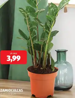 ALDI Zamioculcas offerta