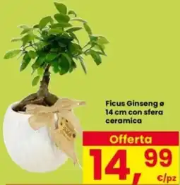 Interspar Ficus Ginseng o 14 cm con sfera ceramica offerta