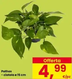 Interspar Pothos offerta