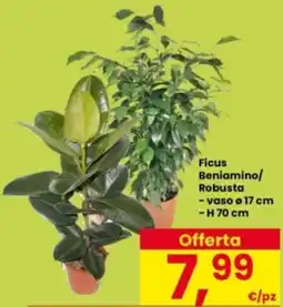 Interspar Ficus Beniamino/Robusta offerta