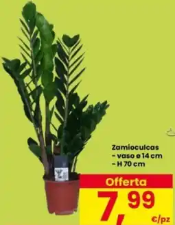 Interspar Zamioculcas offerta