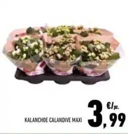 Conad Superstore Kalanchoe calandive maxi offerta