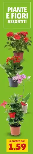 PENNY Piante e fiori assortiti offerta