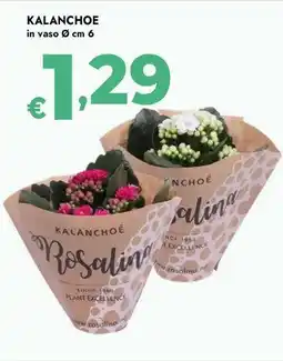 Bennet Kalanchoe offerta