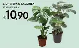 Bennet Monstera o calathea offerta