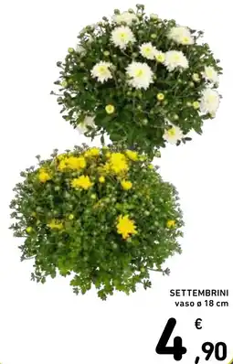 Spazio Conad Settembrini vaso 18 cm offerta