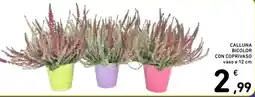 Spazio Conad Calluna bicolor con coprivaso offerta