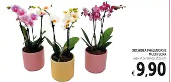 Spazio Conad Orchidea Phalenopsis Multiflora offerta