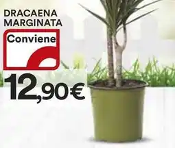 Ipercoop Dracaena marginata offerta