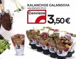 Ipercoop Kalanchoe calandivia offerta