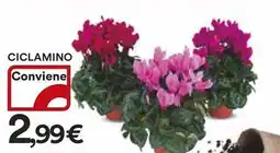 Ipercoop Ciclamino offerta