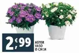 Deco Supermercati Aster vaso cm 14 offerta