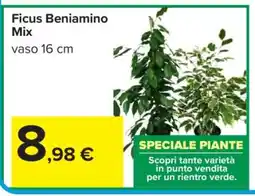Carrefour Ficus Beniamino Mix offerta