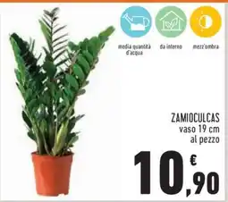 Conad Zamioculcas offerta